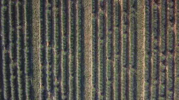 Aerial view of lavender fields in valensole provence france