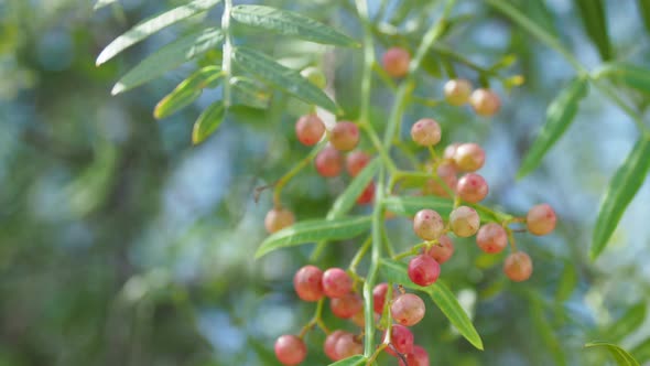 Pink Peppercorn Baie Rose, Pink Berry . Schinus Molle or Peruvian Peppertree.