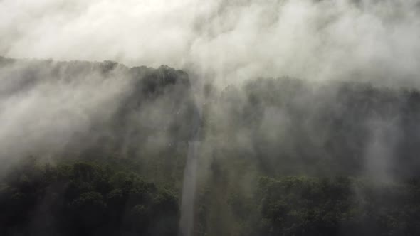 Thick Morning Fog Over the Forest