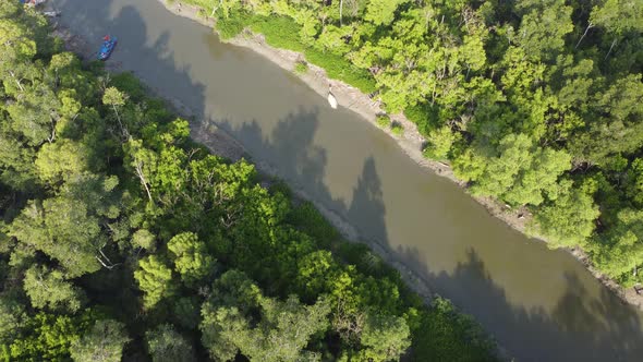 Mangrove tree shadow in morning