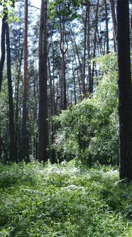 Vertical Video of a Summer Green Forest with Trees During the Day Slow Motion