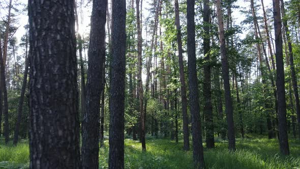 Trees in the Forest By Summer Day