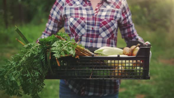 Farmer Hands Holding Box Full of Fresh Organic Vegetables