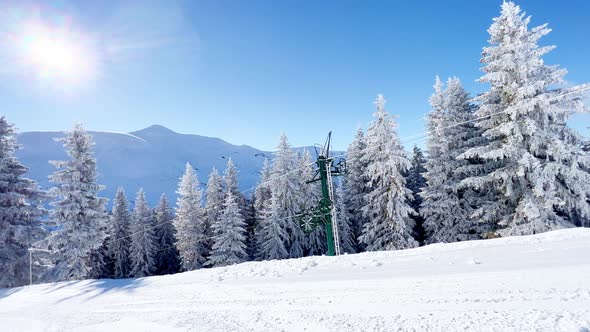 Beautiful White Snow Covered Fir Tree Over the Forest