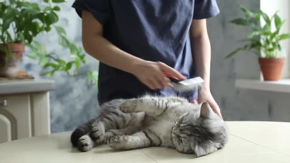 Girl combs a dozing cat's fur