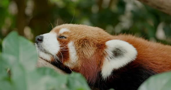 Red panda sleeping on tree