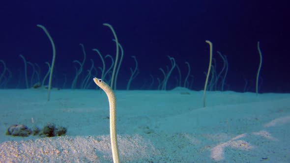 Underwater Beautiful Garden Eels