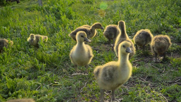 Little goslings eating grass on traditional free range poultry farm