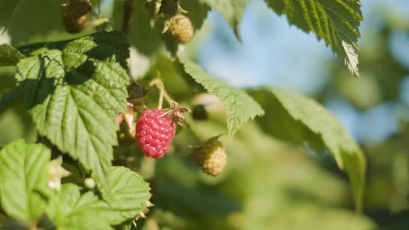 Ripe And Unripe Raspberry Fruits Hanging On Tree On A Sunny Day. close up