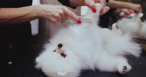 Combing the Hair of a Little White Spitz in Grooming