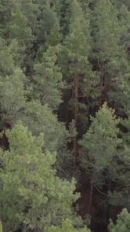 Vertical Video of the Pine Forest in the Afternoon