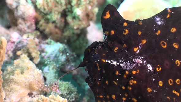 Black warty frogfish with orange spots waving it's fishing lure to attract prey.