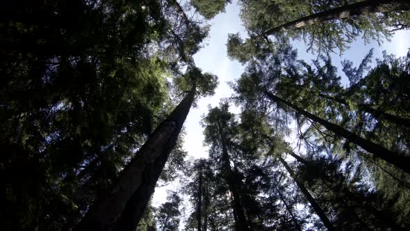 Abstract Forest Canopy Wilderness Background