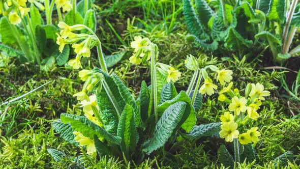 Yellow Spring Flower Blooming in Green Mossy Nature Growing Cowslip Primula Veris