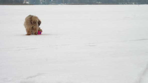 Brown Funny Shihtzu Dog with Purple Collar Plays with Ball