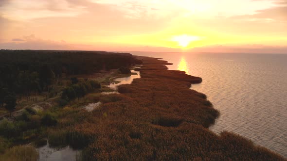 AERIAL: Flying Above the Reeds Early in the Morning at Sunrise