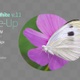 Butterfly Small White 11 - VideoHive Item for Sale