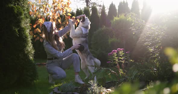 An Attractive Young Blonde Woman Play With Purebred Siberian Husky Dog In Park. Bright Sunny Day