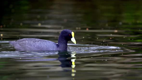 Close up shot of a white-winged coot taking out small algae to feed on a pond