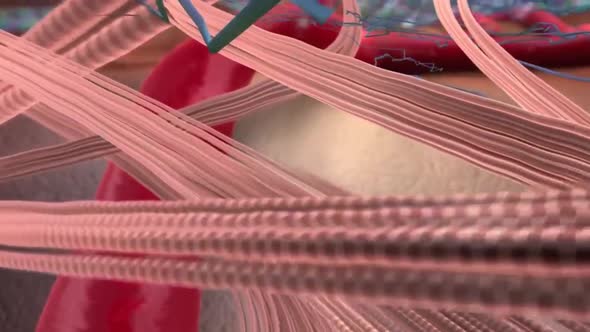 3D Scientific Animation of A Journey Thru The ExtraCellular Matrix