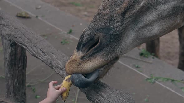 Funny Spotted Brown Giraffe Catches Banana Using Long Tongue