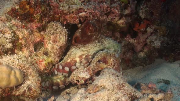 Octopus sitting on tropical coral reef showing tentacle and suction cups