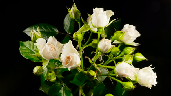 Creamy Spray Rose Dying in Timelapse. Wilting Flowers