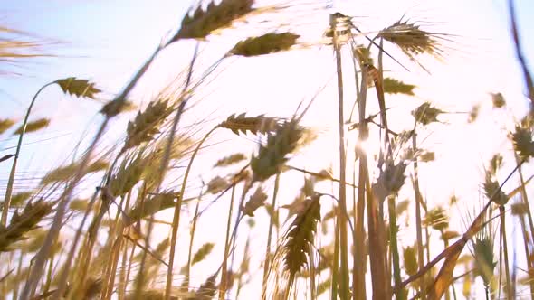 Wheat field blow in the wind. Golden wheat field slow motion shot. Ears of wheat swaying in the wind