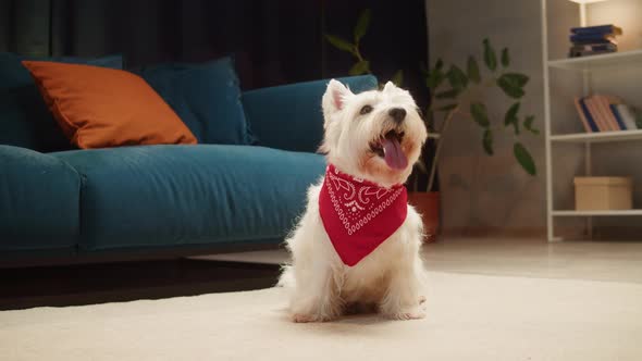 Beautiful Dog Wearing Red Scarf Closeup West Highland White Terrier Portrait