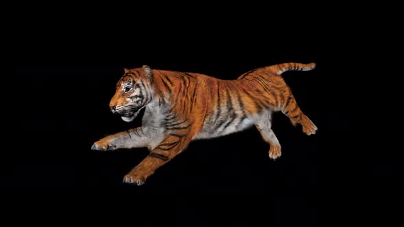Tiger run sideview ( alpha )