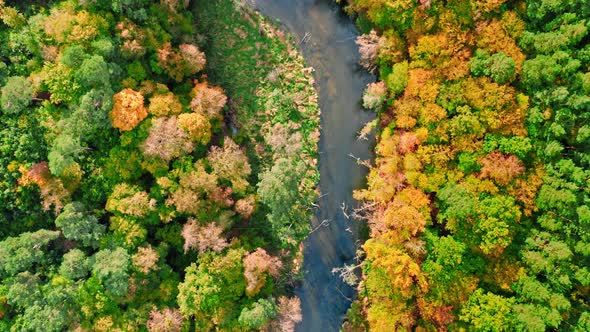 River and colorful forest. Aerial view of wildlife in autumn.