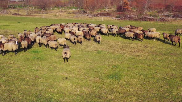 Group of sheep on nature. 