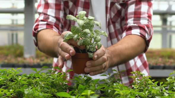 Male Farmer Putting Seedling in Pot Preparing Production for Selling Agriculture