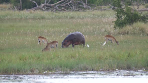 Hippos grazing next a lake surrounded with impalas 