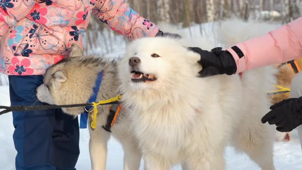 Petting Malamute and Samoyed Dogs in Winter