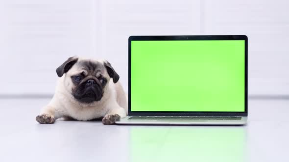 Cute Pug Dog Lying with Green Screen Laptop Licks Sticks Out Tongue Advertising of Goods for Dogs