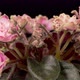 Time Lapse of Growing and Opening Pink Saintpaulia African Violet - VideoHive Item for Sale