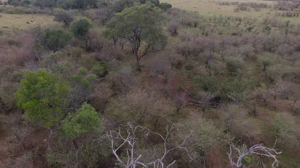 Aerial view of trees in the savannah