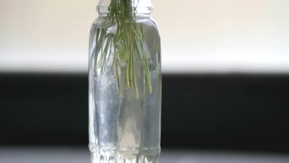 Stalks Cut in Bottle Water Flowerpot Plant Background Light Copy Space Rotating