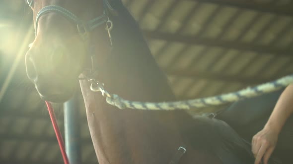 Portrait of Beautiful Male Horse Staring Into the Distance with Ears High Up in a Riding School