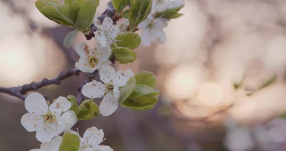 White Flowers Blossoms on the Branches Plum Tree