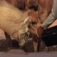 Man Pours Fresh Water for Herd of Camels - VideoHive Item for Sale