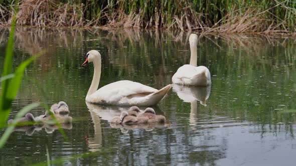 Swan family swimming in pond during kids sleeping on water surface,static slow motion