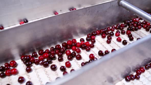 Production line of berry. Close up view of industrial processing of sorting berries