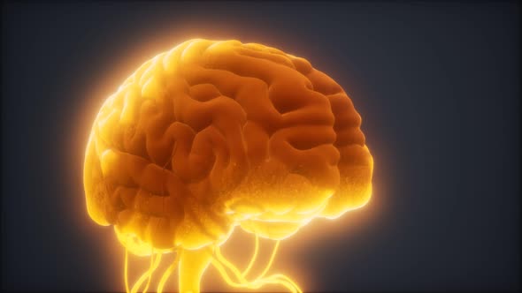 Animated Model of Human Brain