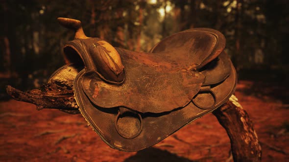 Vintage Leather Horse Saddle on the Dead Tree in Forest at Sunset