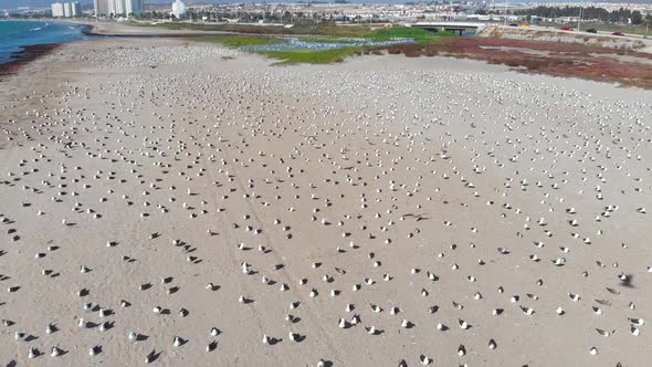 A lot of Birds on the pacific ocean coast Beach (Coquimbo, Chile) aerial view