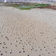 A lot of Birds on the pacific ocean coast Beach (Coquimbo, Chile) aerial view - VideoHive Item for Sale