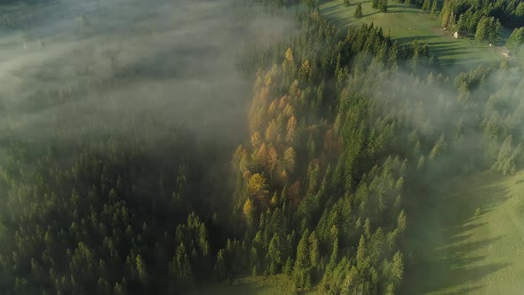 Stunning coniferous forest with yellow trees during autumn covered in mist