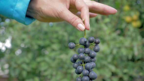 Farmer Agronomist Hands Holding A Bunch Of Ripe Black Grapes Shows In The Camera